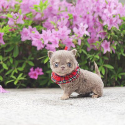 Long Haired Chihuahua – Premium Teacup Puppies