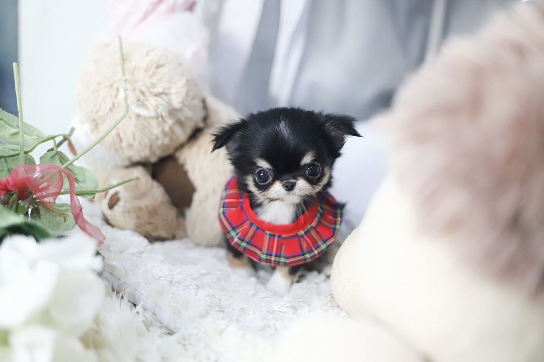 Long Coat Chihuahua Puppies for Sale – Premium Teacup Puppies