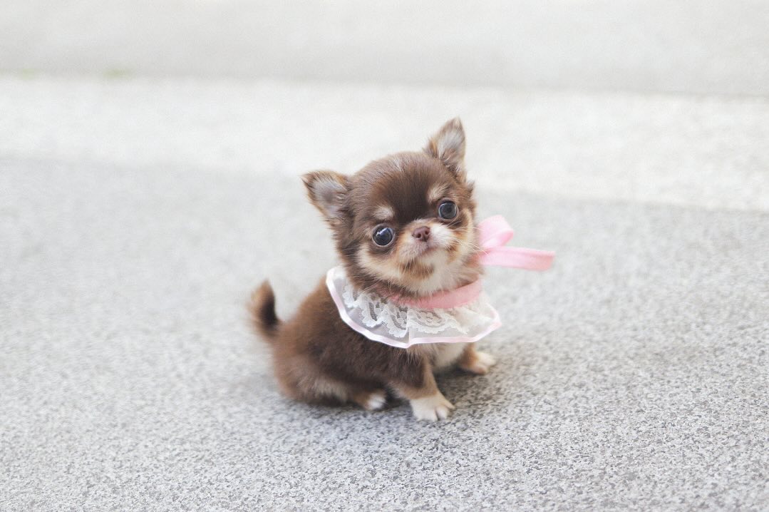 Chihuahua for Sale – Premium Teacup Puppies