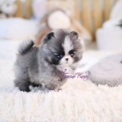 Tiny Teacup Pomeranian for Sale | Premium Teacup Puppies