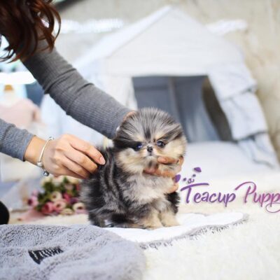 Adorable Mini Pomeranian Puppies | Premium Teacup Puppies