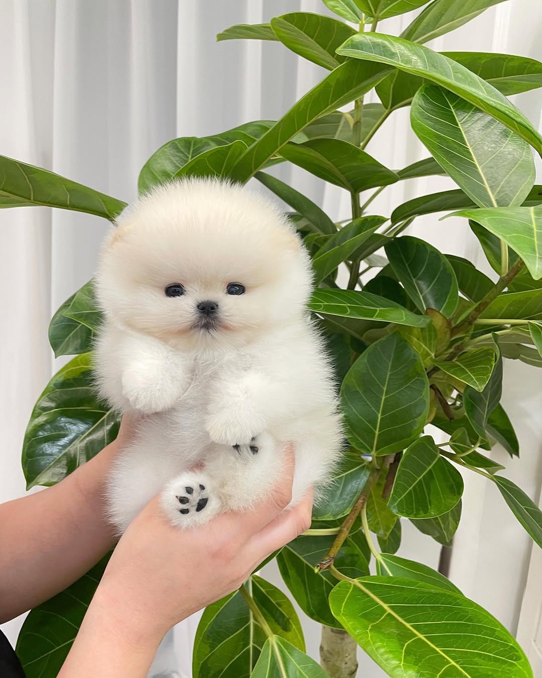 Adopt a Pomeranian Near Me 22201 – Premium Teacup Pups