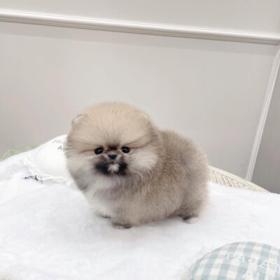 Teacup Pomeranian Dogs for Sale – Premium Teacup Puppies