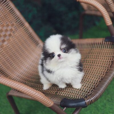 Miniature Pomeranian Puppies for Sale – Premium Teacup Pups
