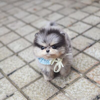 Pomeranian Puppies for Sale Near Me | Premium Teacup Puppies