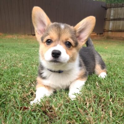 Corgi Puppies for Sale in Michigan | Premium Teacup Puppies
