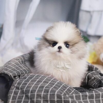 White Pomeranian Puppies | Premium Teacup Puppies