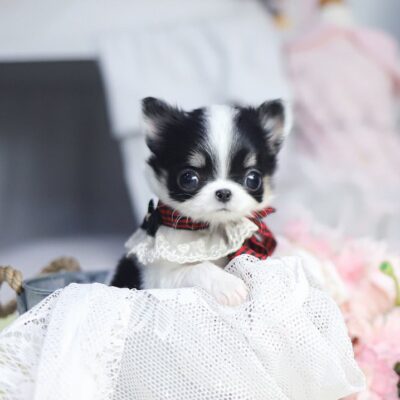 Merle Chihuahua Puppies for sale – Premium Teacup Puppies​