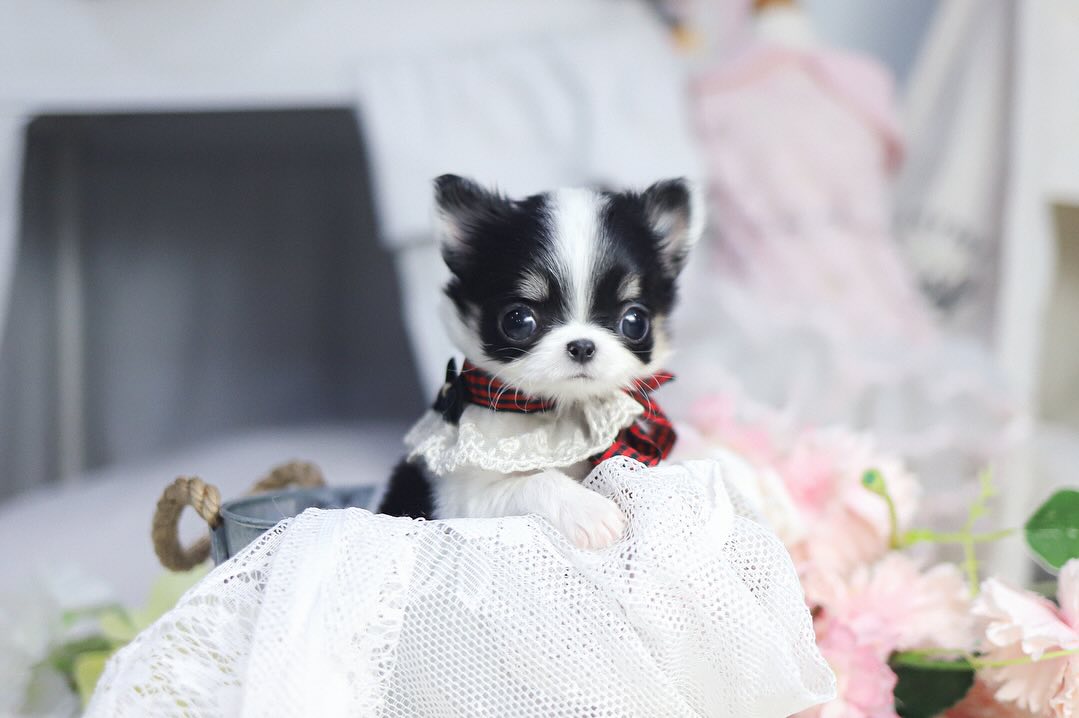 Merle Chihuahua Puppies for sale – Premium Teacup Puppies​