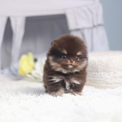 White Teacup Pomeranian Puppies for Sale in Utah