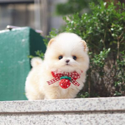 Pomeranian Puppies for Sale $250 | Premium Teacup Puppies