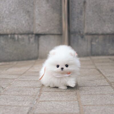 Blue Merle Pomeranian Puppies | Premium Teacup Puppies