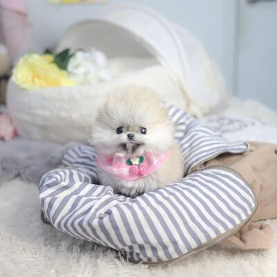 Pomeranian Puppies for Sale | Premium Teacup Puppies