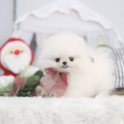 Miniature Pomeranian For Sale - Premium Teacup Puppies
