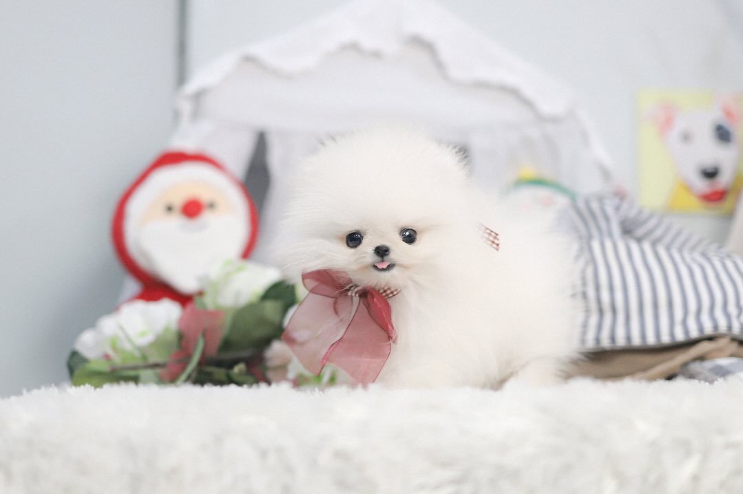 Miniature Pomeranian For Sale - Premium Teacup Puppies