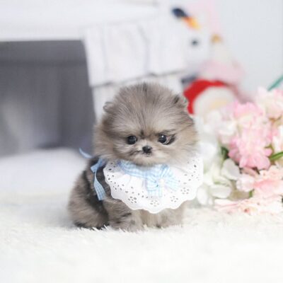 Toy Pomeranian Puppies for Sale | Premium Teacup Puppies
