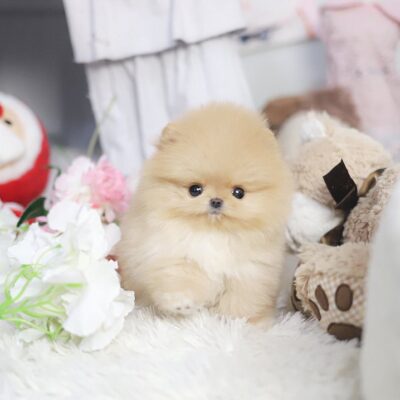 Teacup Pomeranian KSL | Premium Teacup Puppies