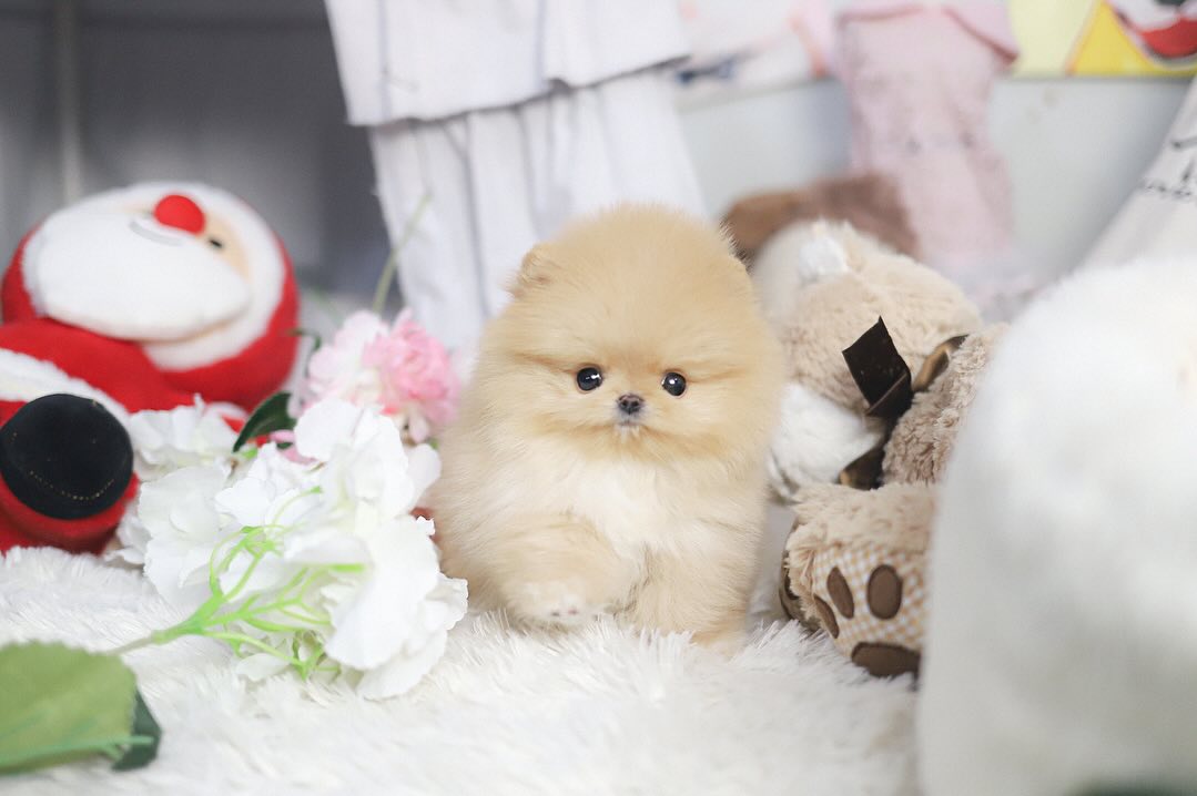 Teacup Pomeranian KSL | Premium Teacup Puppies