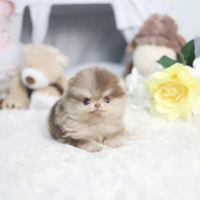 Pomeranian Puppies Near Me | Premium Teacup Puppies