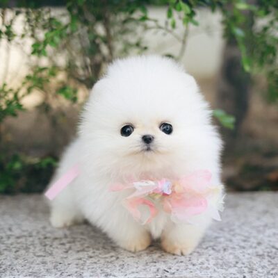 Teacup Pomeranian Puppies for Sale - Premium Teacup Puppies