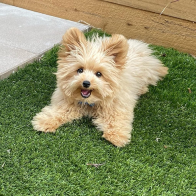 teacup pomapoo puppies for sale