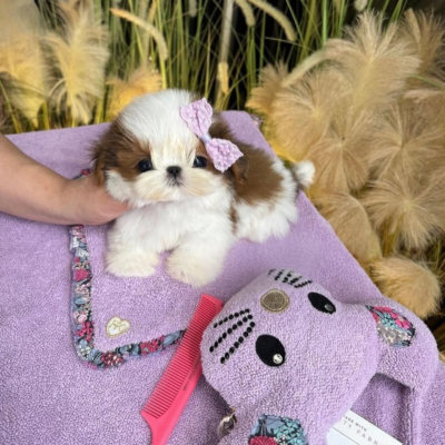 Shih Tzu Maltese breeders - Premium Teacup Puppies