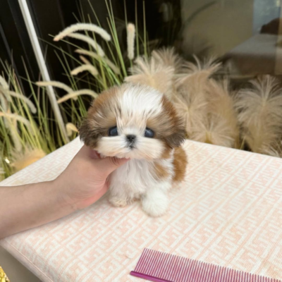 Teacup Shih Tzu for sale - Premium Teacup Puppies