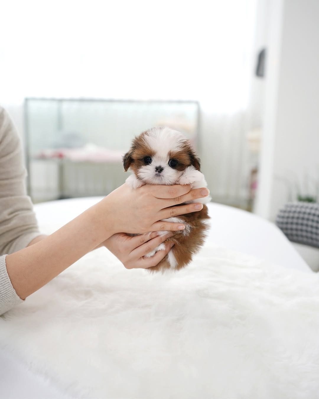 Shih Tzu for sale near me - Premium Teacup Puppies