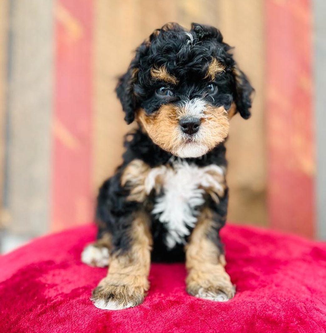 Toy Bernedoodle | Toy Bernedoodle For Sale