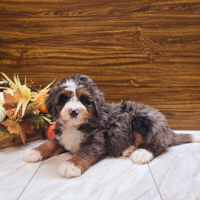 Adopt A Bernedoodle