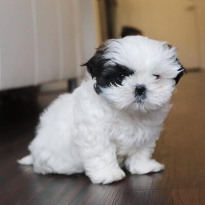 Tiny Teacup Shih Tzu Puppies Near Me | Ready for Adoption