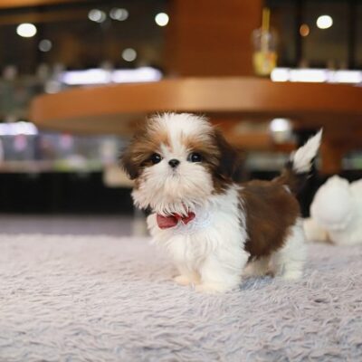 Shih Tzu puppies for sale under $300