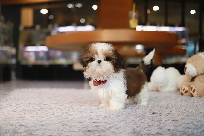 Shih Tzu puppies for sale under $300