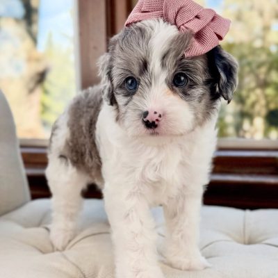 Teacup Cavapoo Puppies For Sale | Premium Teacup Puppies