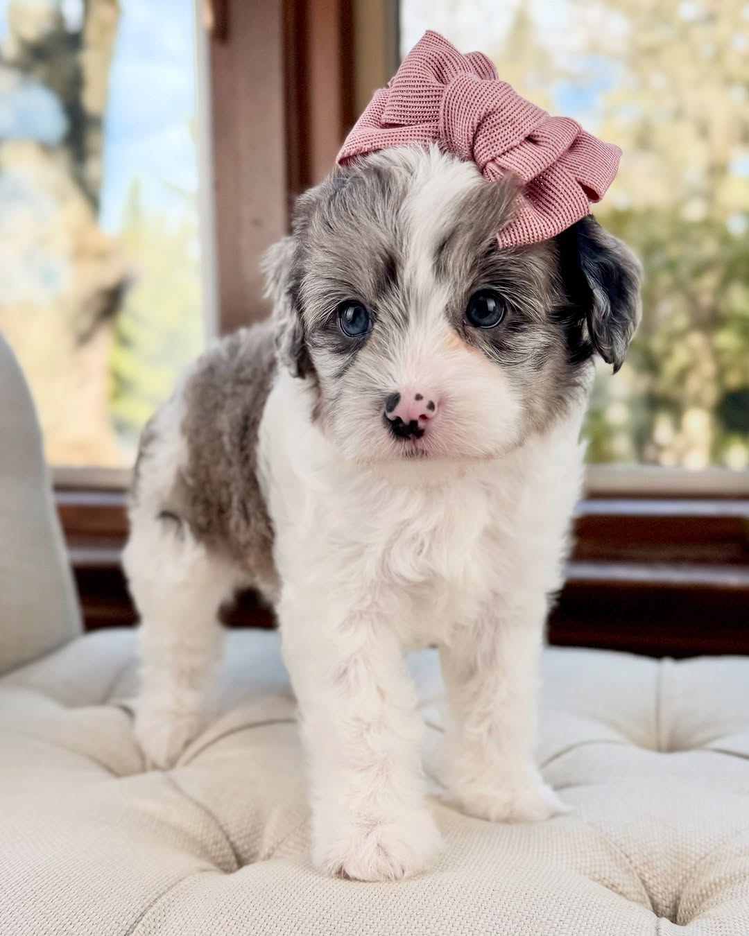 Teacup Cavapoo Puppies For Sale | Premium Teacup Puppies