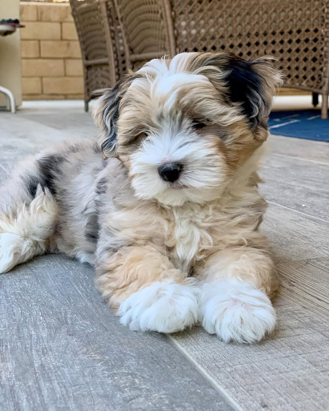 Havapoo puppies for sale in Ohio​ - Premium Teacup Puppies