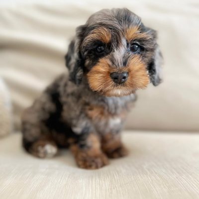 Toy Cockapoo Puppies for Sale – Premium Teacup Puppies