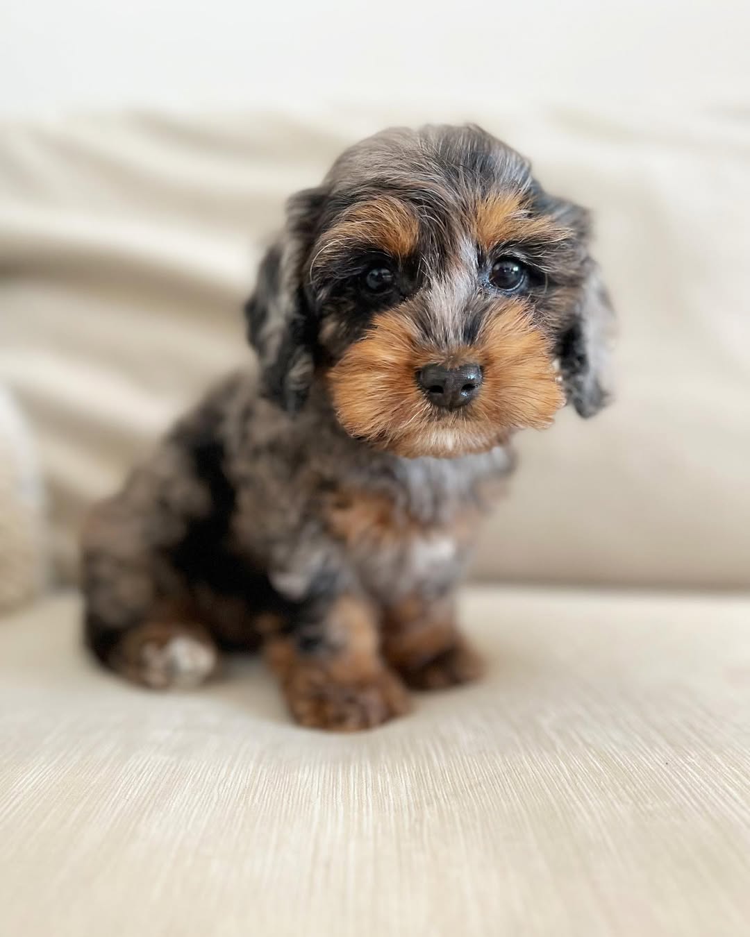 Toy Cockapoo Puppies for Sale – Premium Teacup Puppies