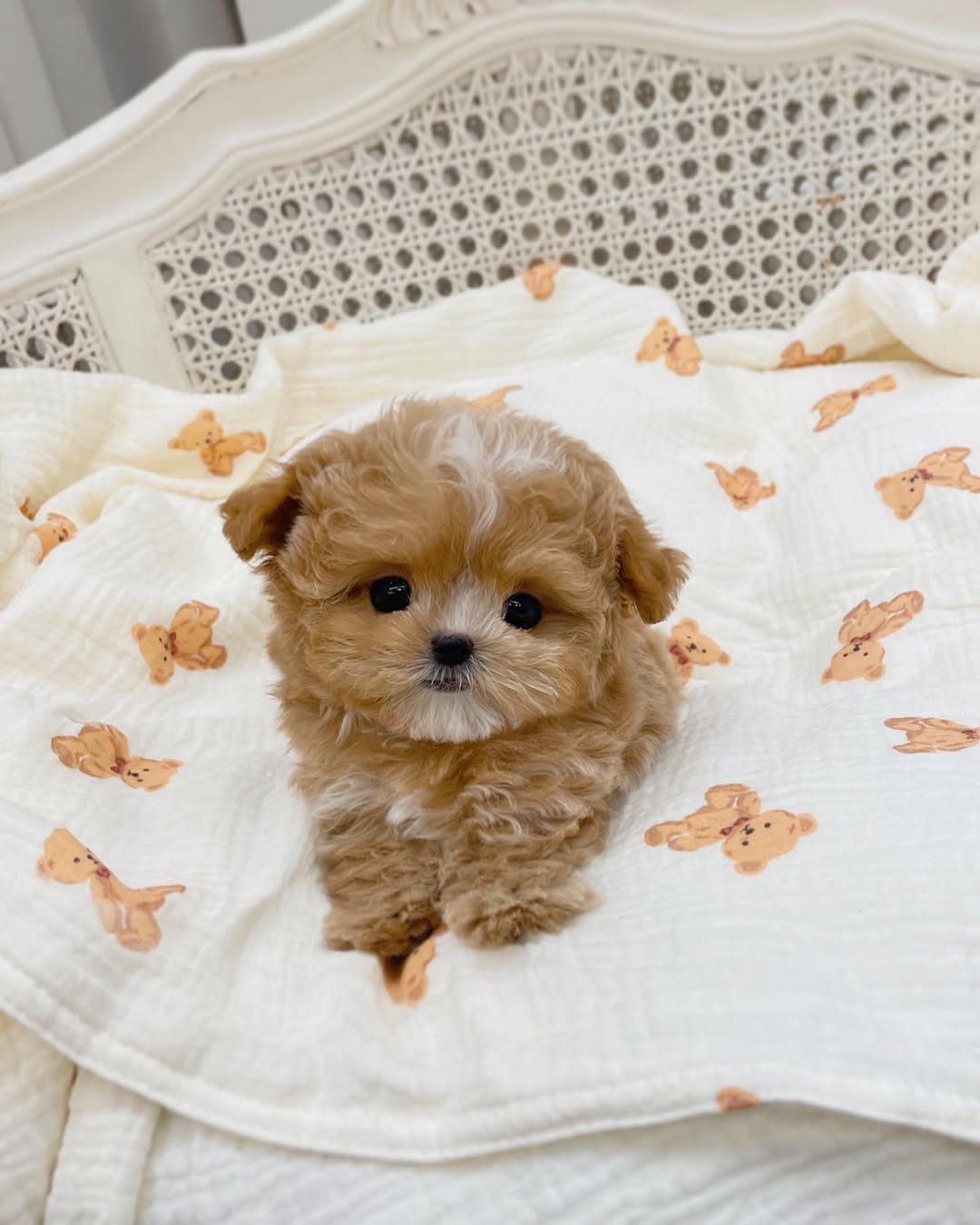 Maltipoo Puppies for Sale in Florida $600 – Premium Teacup Pups