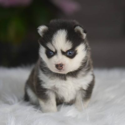 Teacup Pomsky for sale under $500 – Premium Teacup Puppies