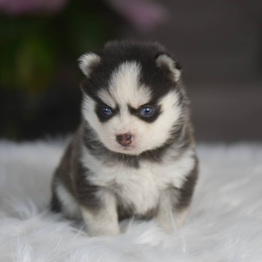 Teacup Pomsky for sale under $500 – Premium Teacup Puppies
