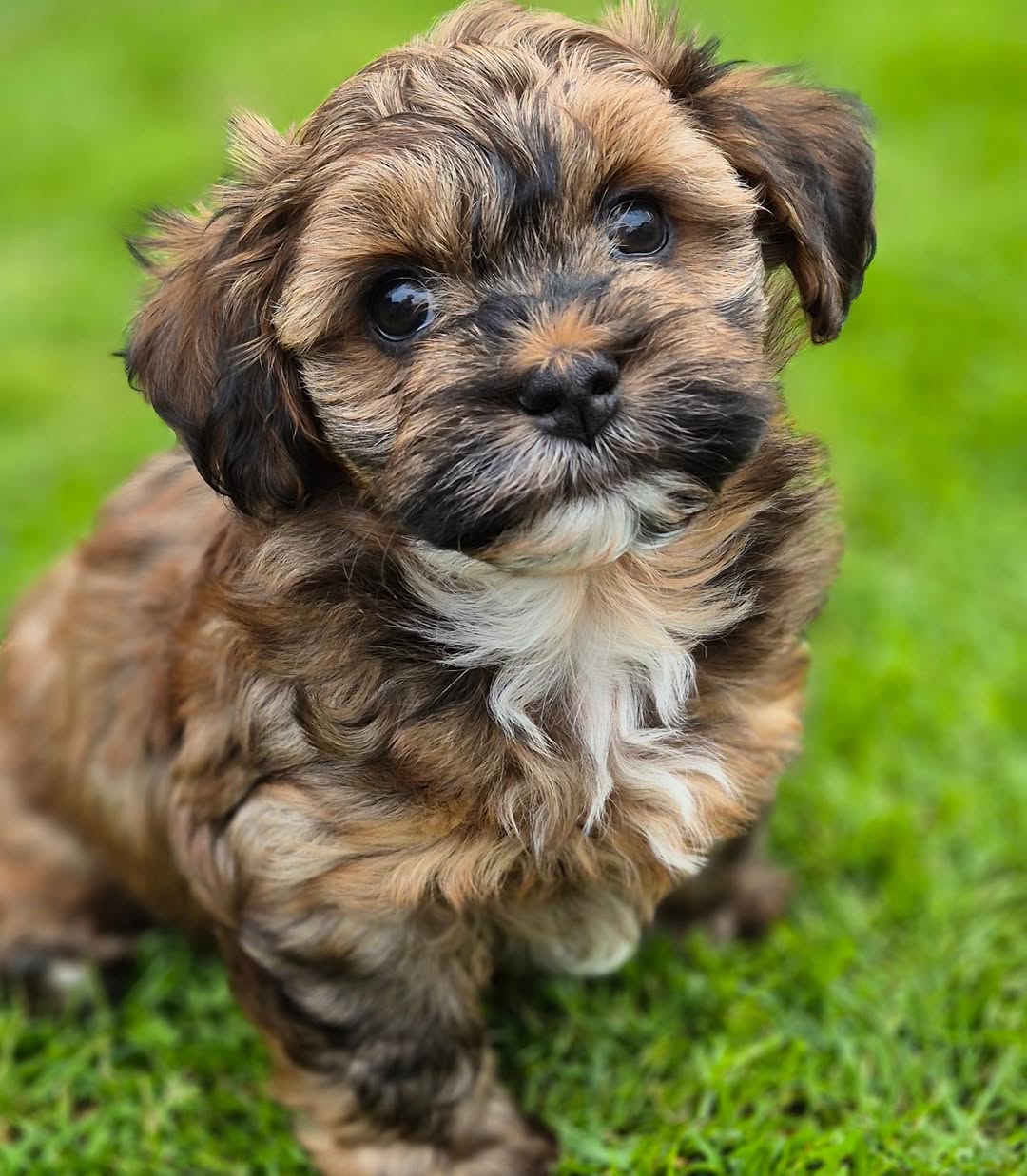 Havanese breeders in Florida | Premium Teacup Puppies